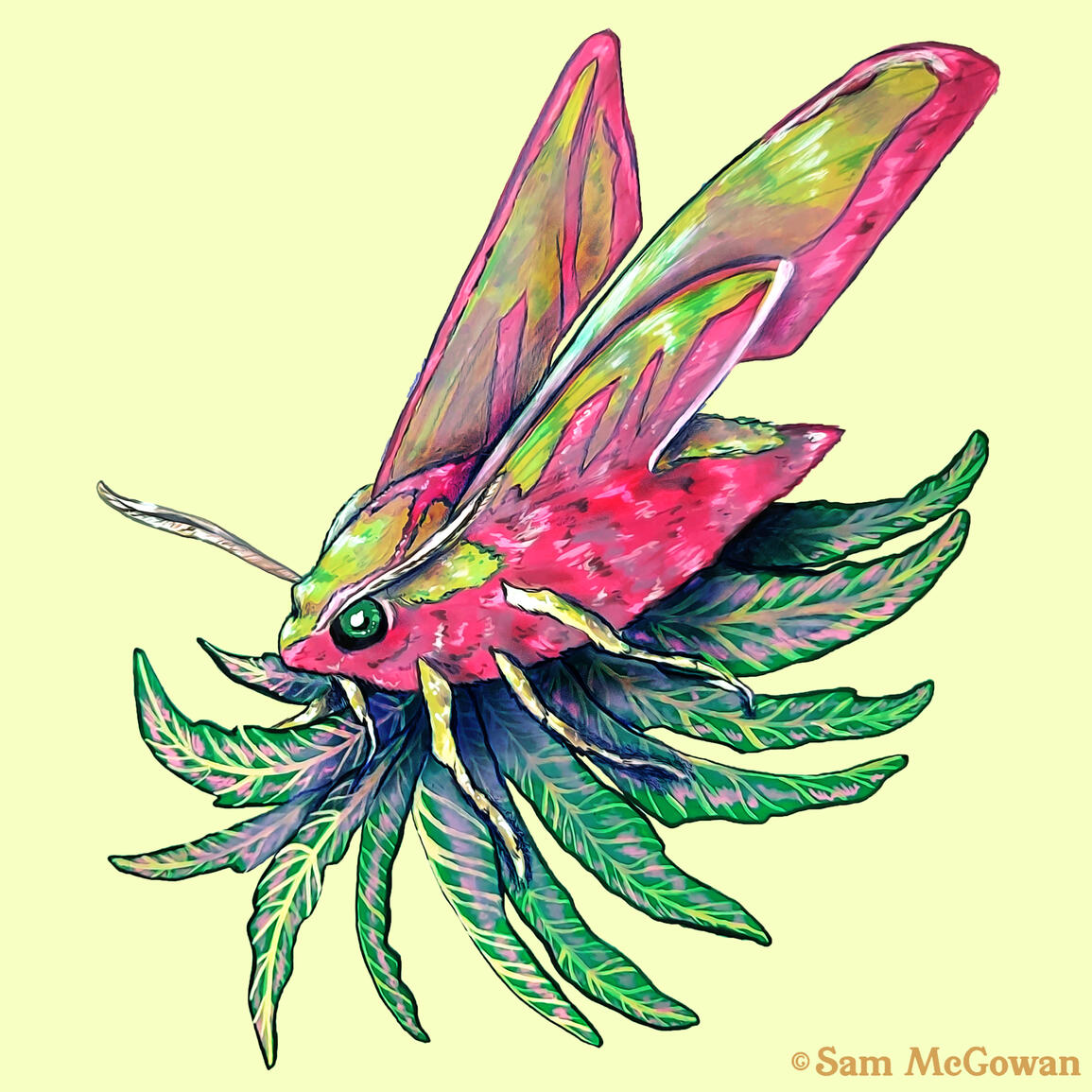 Elephant hawk moth (Deilephila elpenor)