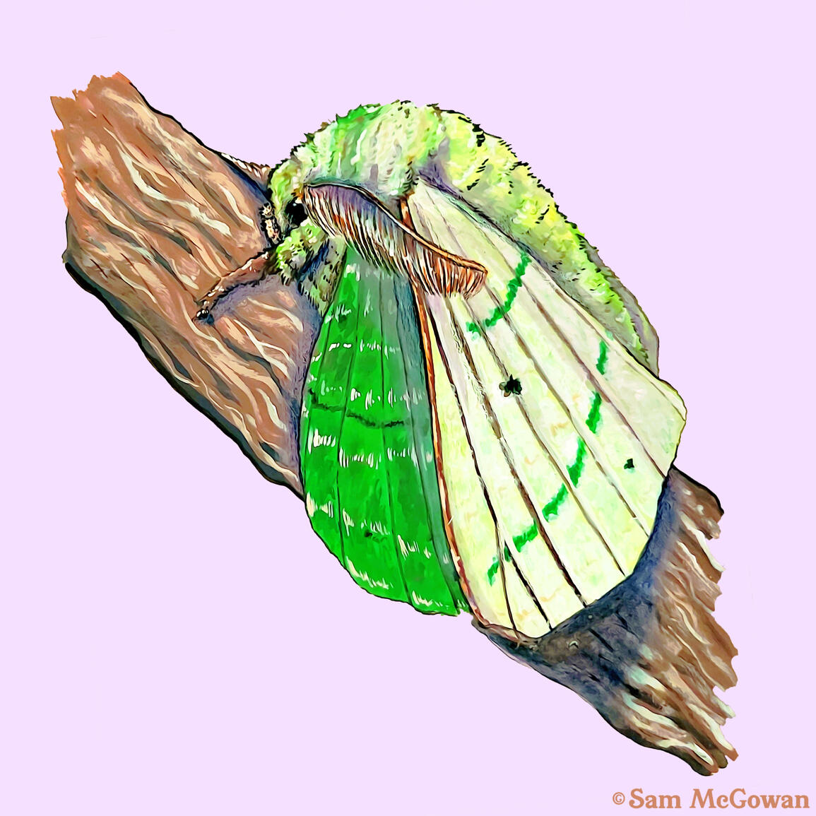 Rose-Myrtle Lappet Moth (Trabala vishnou)