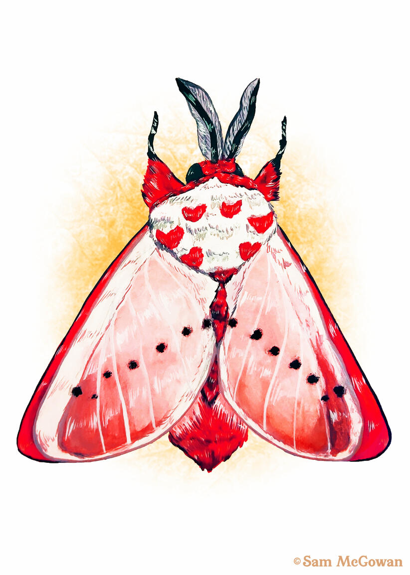 Rosy ermine moth (Trosia nigropunctigera)