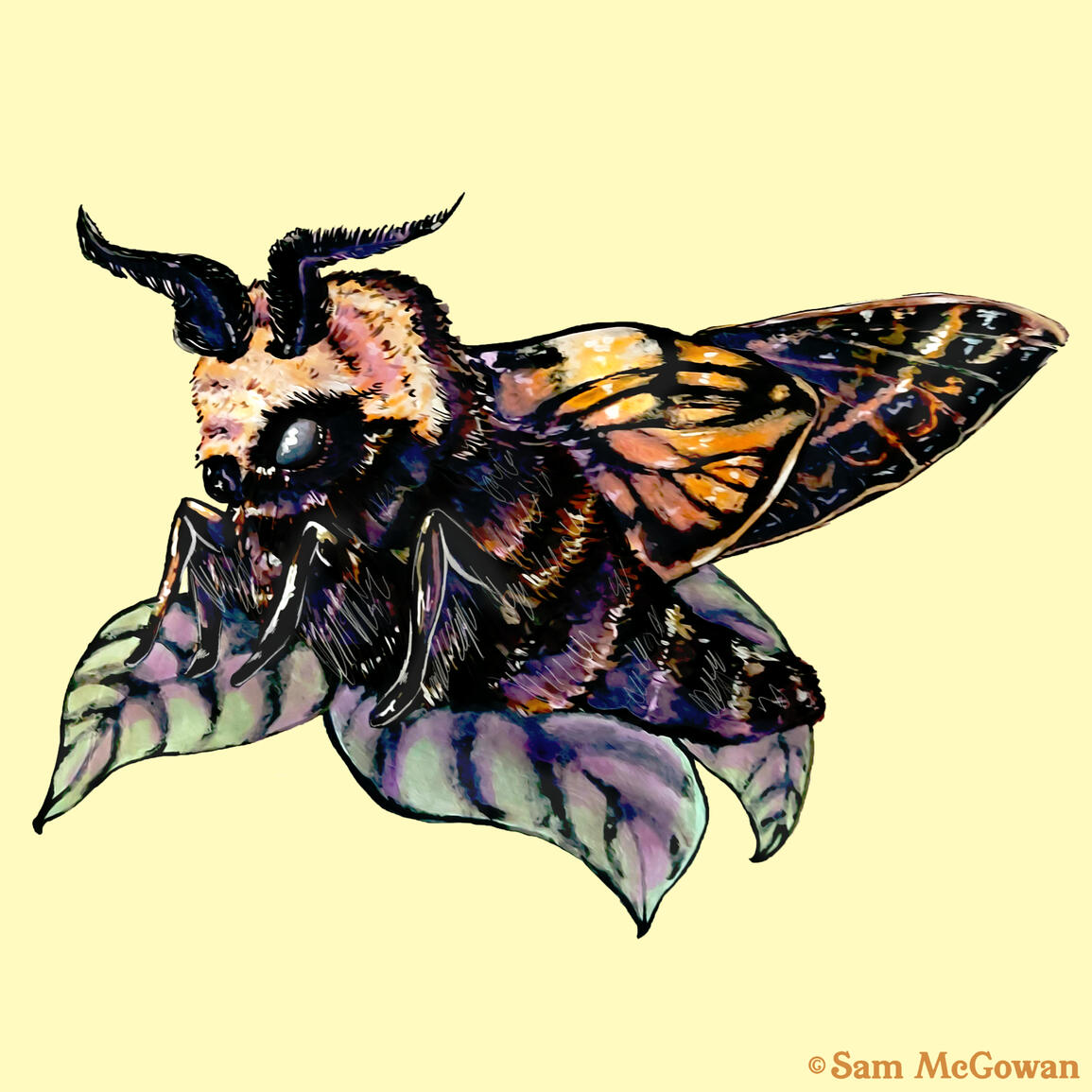Lasiocampid Moth (Pyrosis ni)