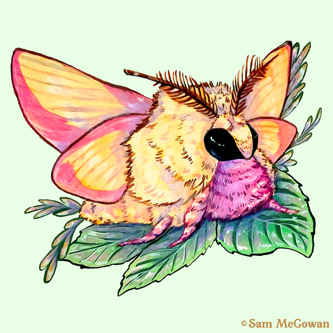 Rosy Maple Moth (Dryocampa rubicunda)