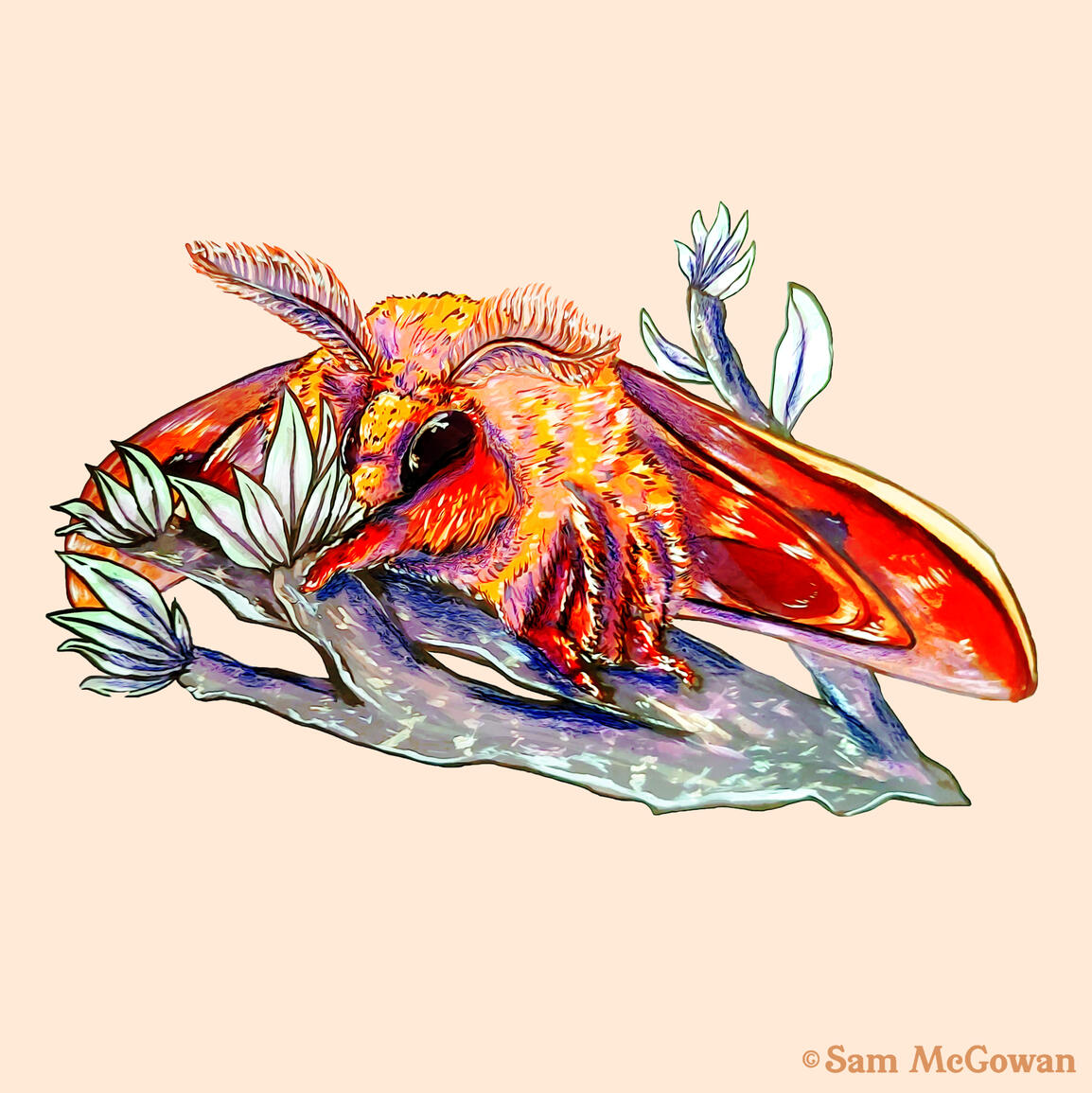 Io Moth (Autemeris io)