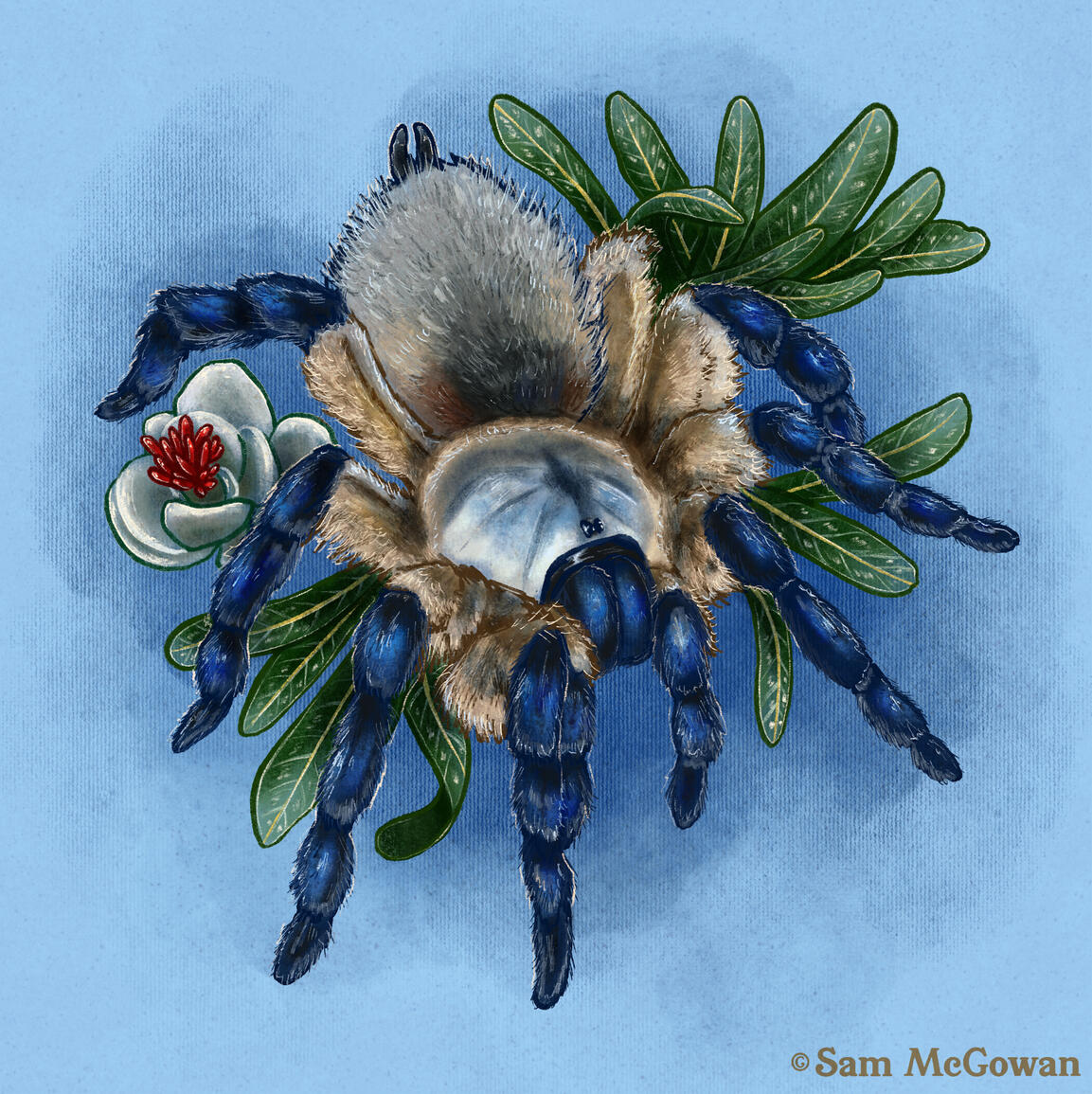 Socotra island blue baboon tarantula (Monocentropus balfouri)